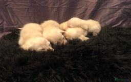 Miniature Dachshund dogs for sale: English Cream miniature dachshund  - Advert 15