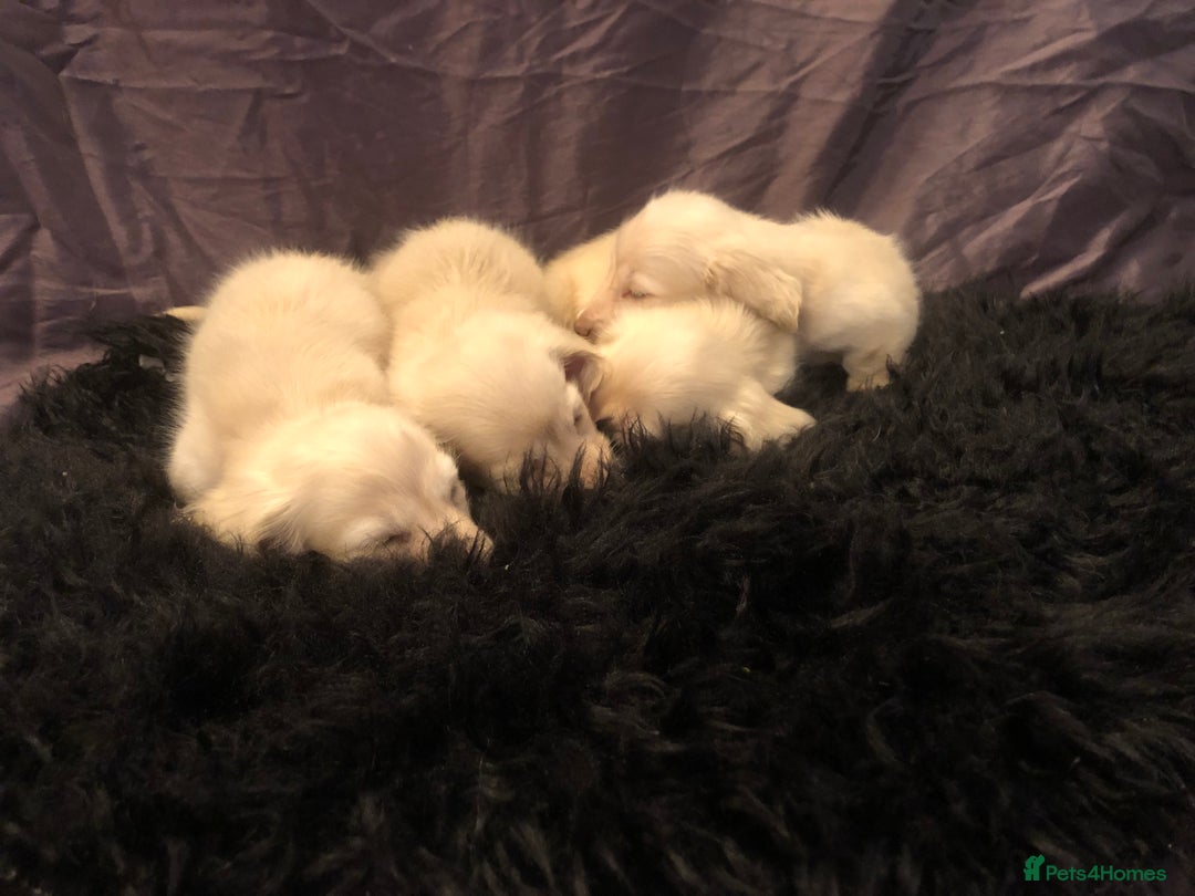 Miniature Dachshund dogs for sale: English Cream miniature dachshund  - Advert 15