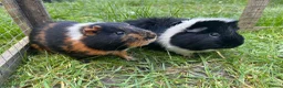 Guinea Pig rodents for sale: Gus & Badger  - Advert 10