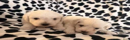 Maltese dogs for sale: Beautiful Maltese Puppies Ready for Loving Homes - Advert 2