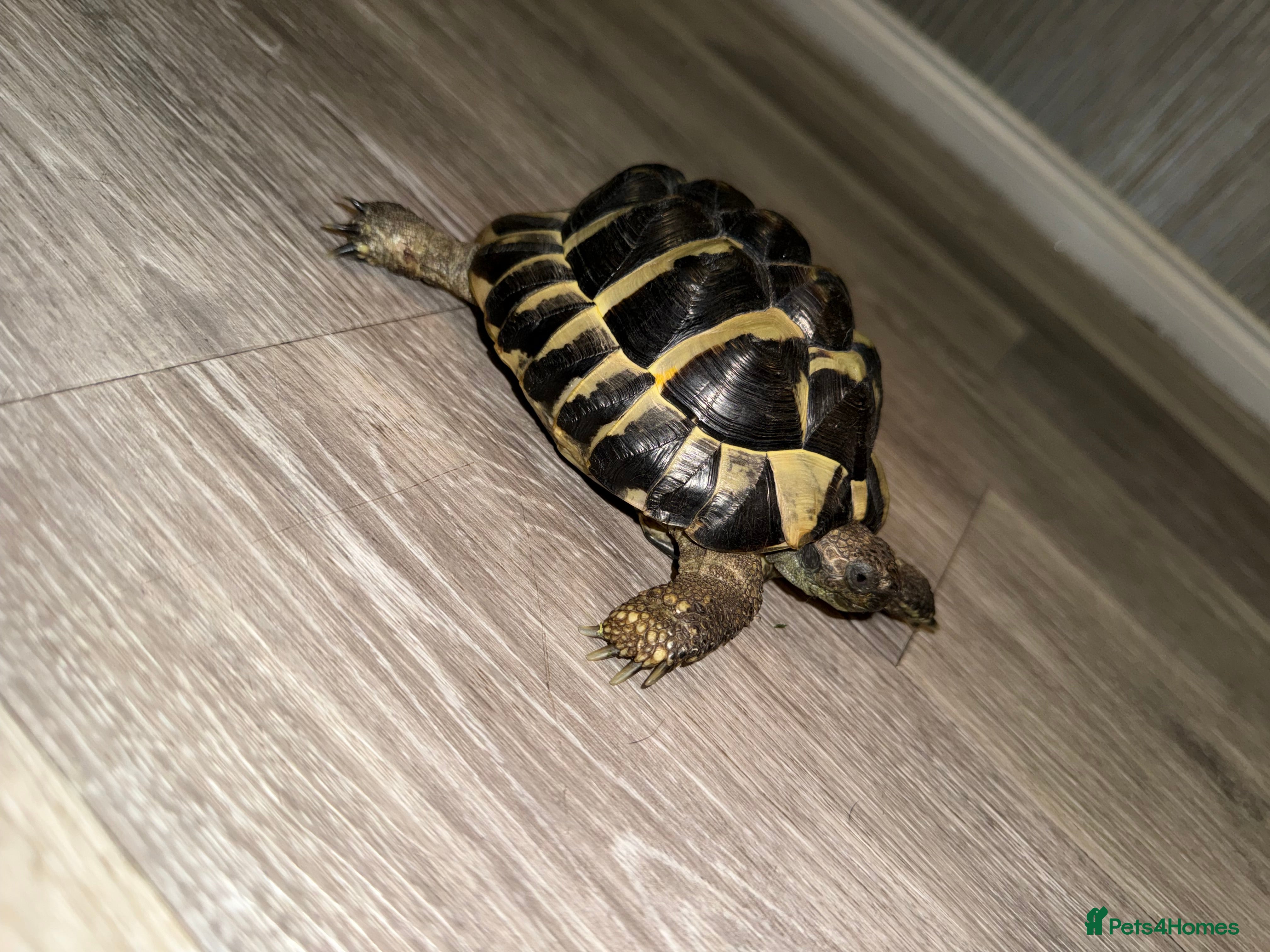 Hermann Tortoise reptiles Hermann tortoise - Advert 3