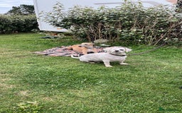 Whippet dogs for sale: Stunning Blue Whippet, white flecks  - Image 6
