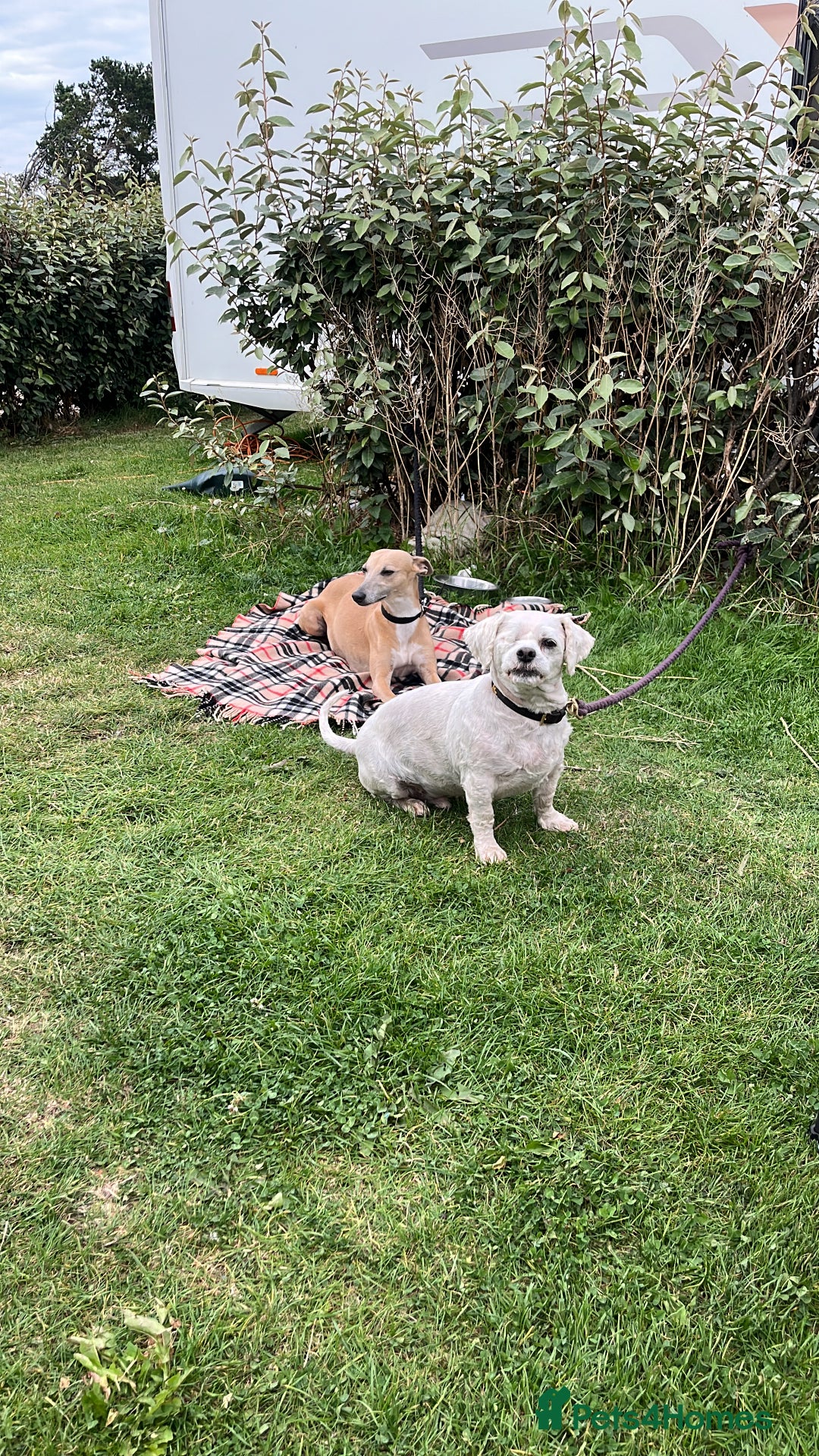 Whippet dogs for sale: Stunning Blue Whippet, white flecks  - Image 6
