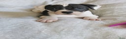 Mixed Breed dogs for sale: 7 Adorable Bull Terrier Cross Puppies - Advert 2