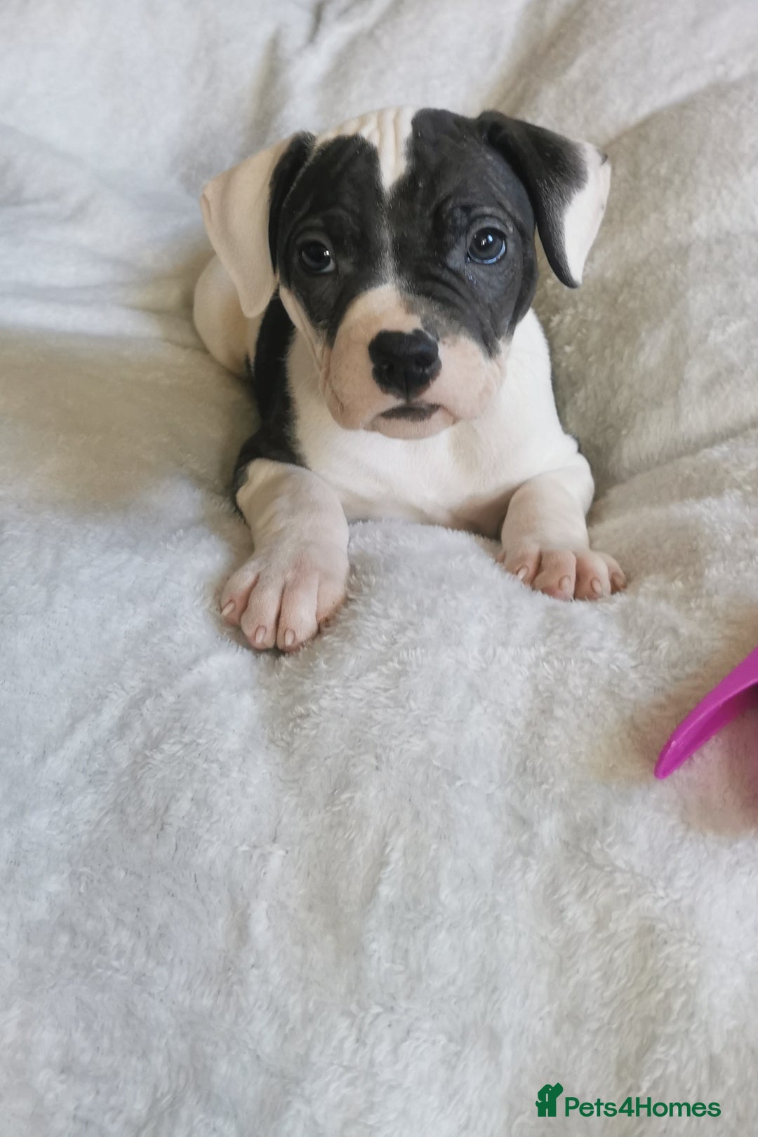 Mixed Breed dogs for sale: 7 Adorable Bull Terrier Cross Puppies - Advert 2