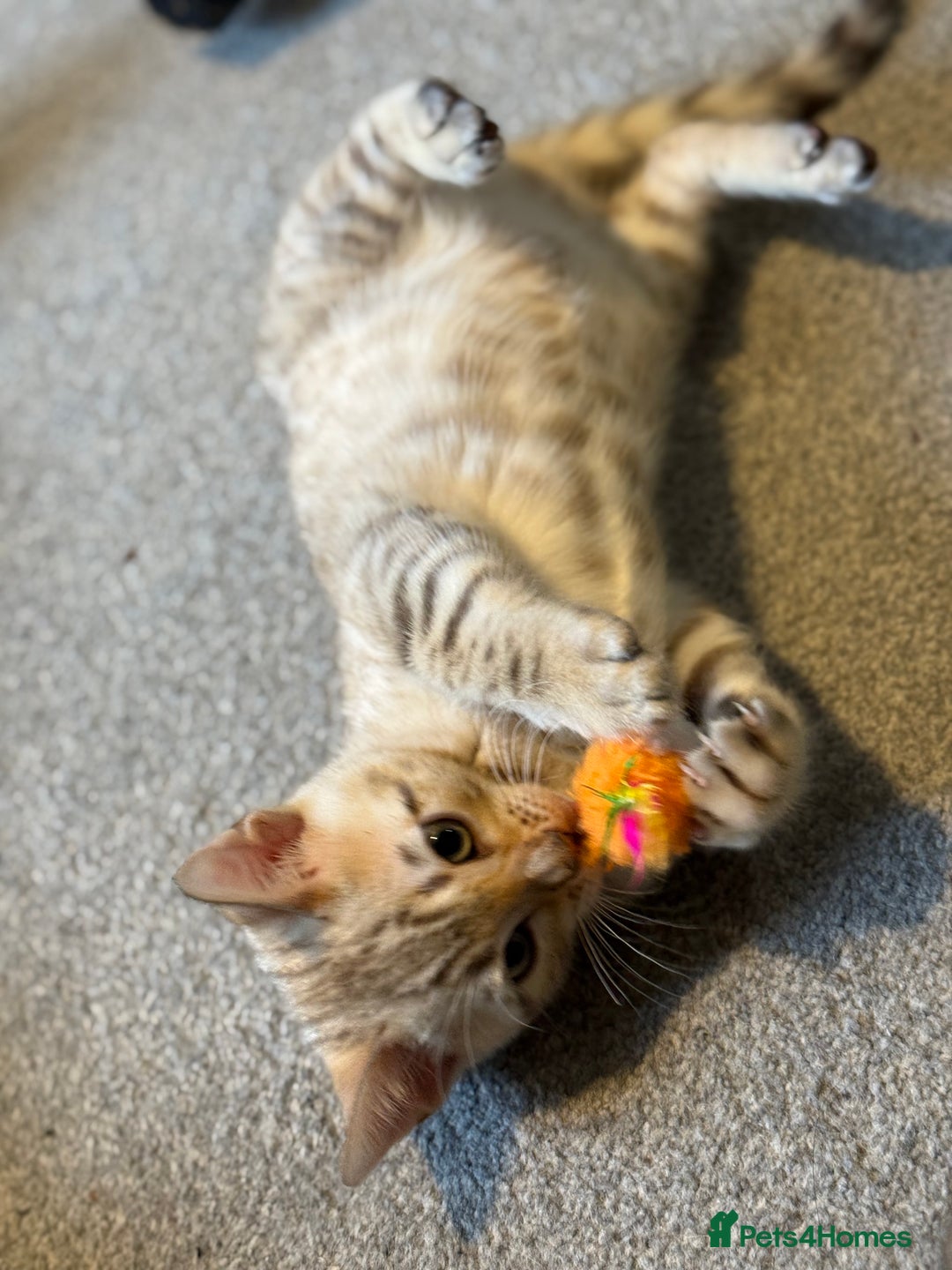 Bengal cats for sale: Pedigree TICA registered Bengal Kittens - Advert 16