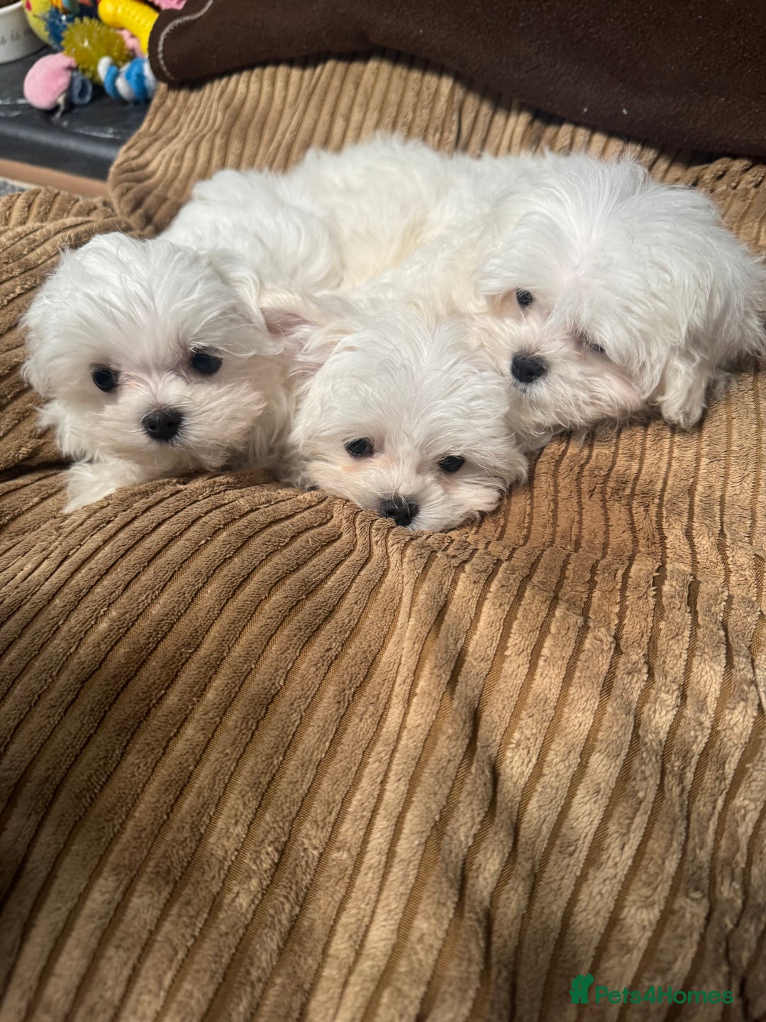 Maltese dogs for sale: 🥰 Gorgeous puppies 🥰🥰 - Image 2