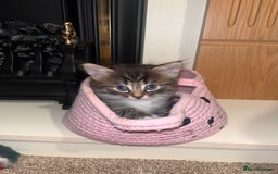 British Shorthair cats for sale: Brother & sister kittens  - Image 2
