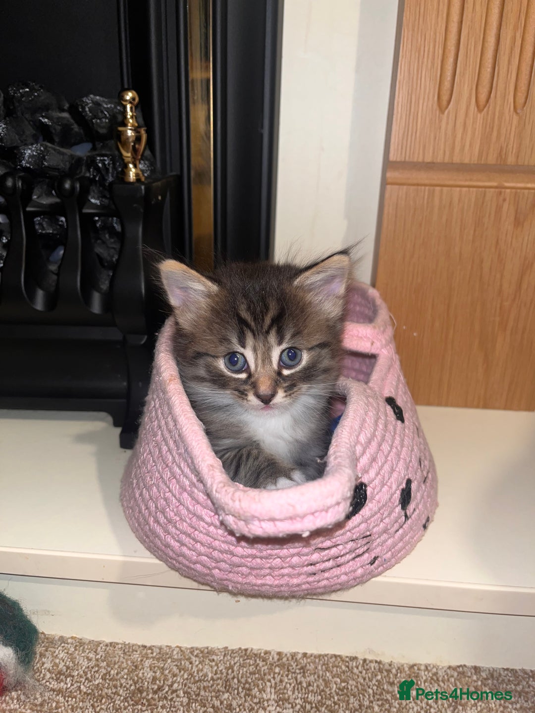 British Shorthair cats for sale: Brother & sister kittens  - Image 2