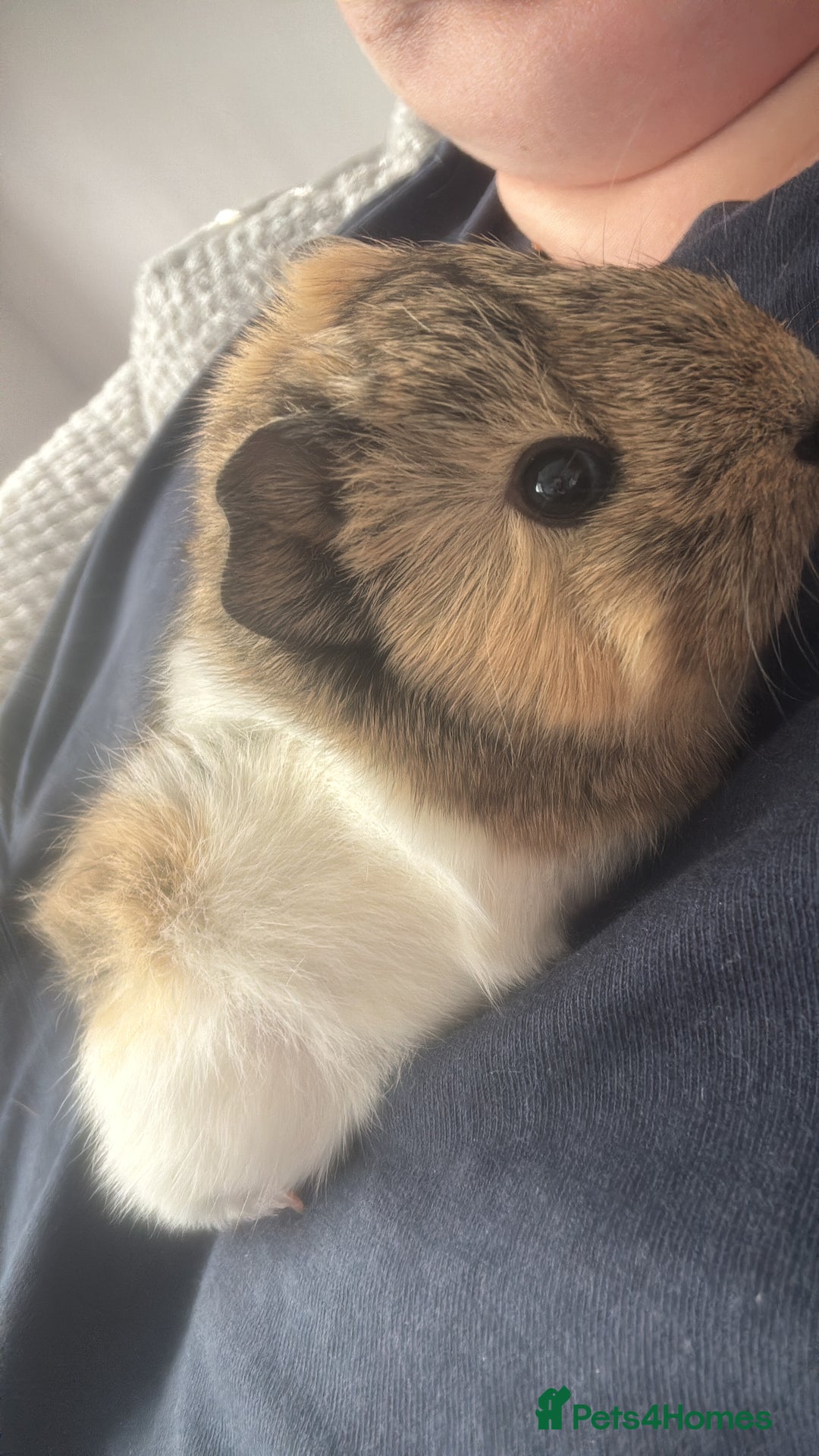 Guinea Pig rodents for sale: Two bonded female guinea pigs  - Advert 3