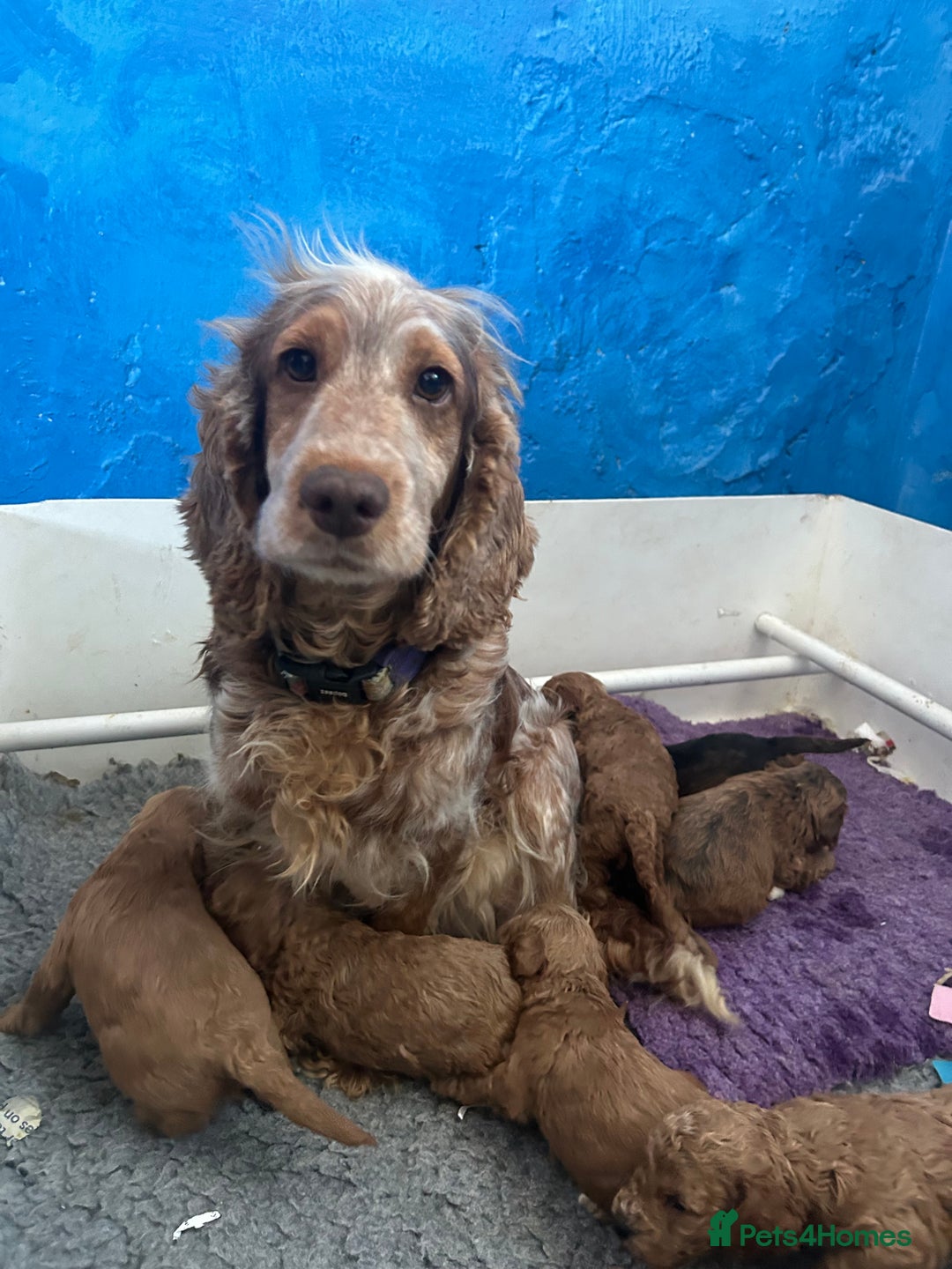 Cockapoo dogs for sale: Cute Cockapoo puppies (licensed breeder)  - Image 13