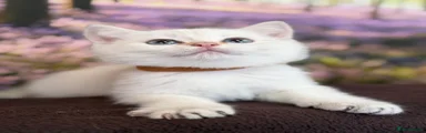 British Shorthair 4