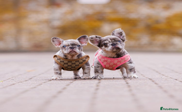 French Bulldog dogs - Advert 2