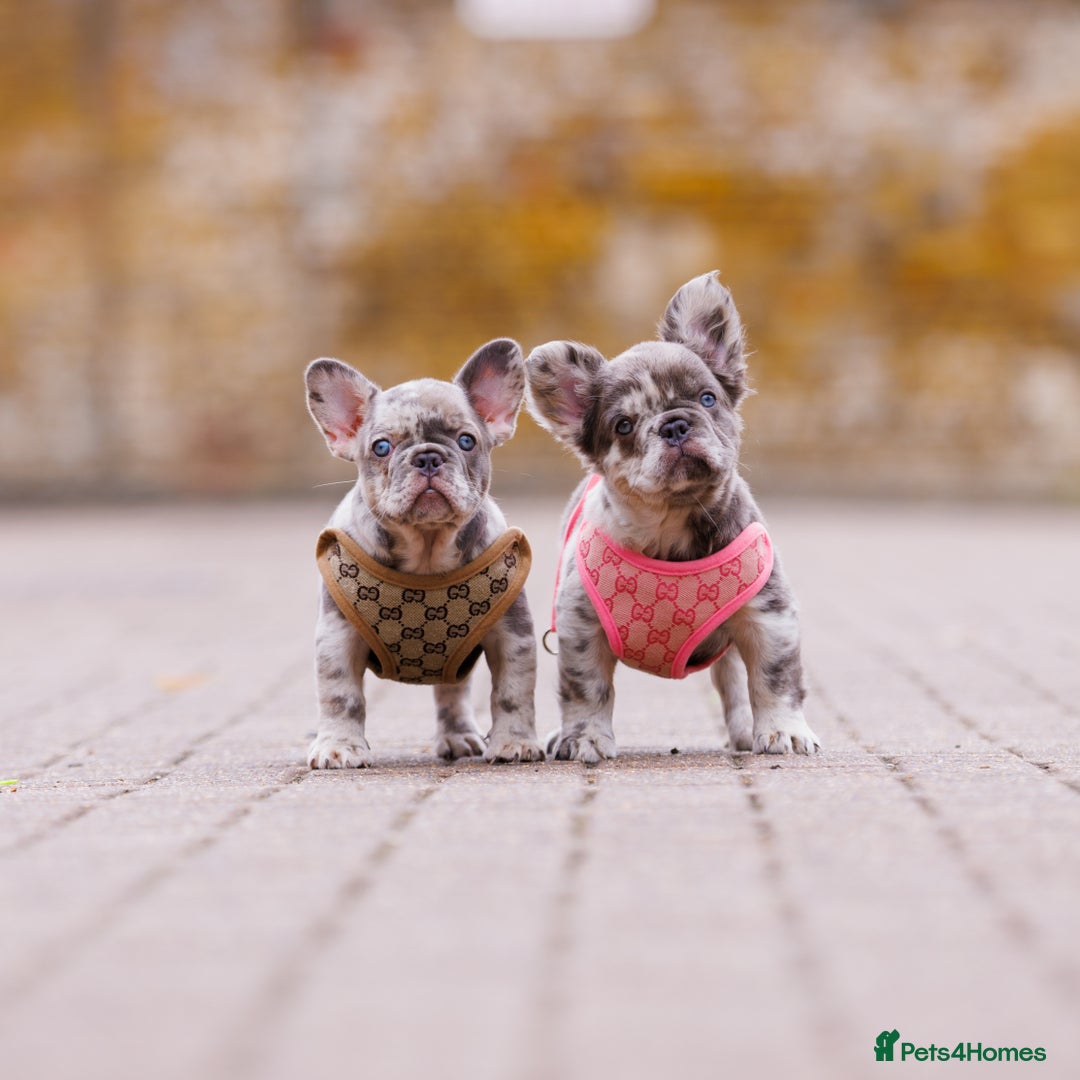 French Bulldog dogs for sale: Top girls ready to leave  - Image 2