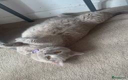 British Shorthair cats for sale: Stunning British Short Hair Kittens - Image 22