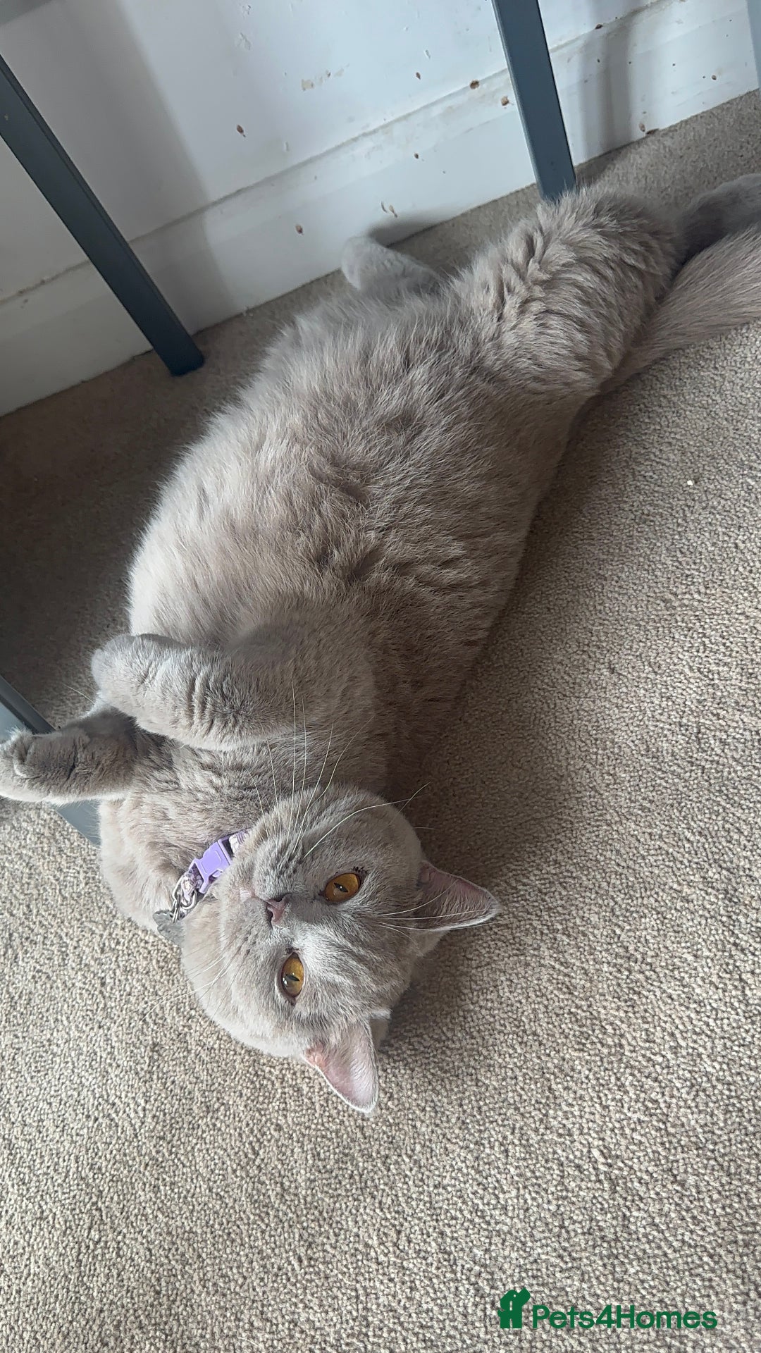 British Shorthair cats for sale: Stunning British Short Hair Kittens - Image 22