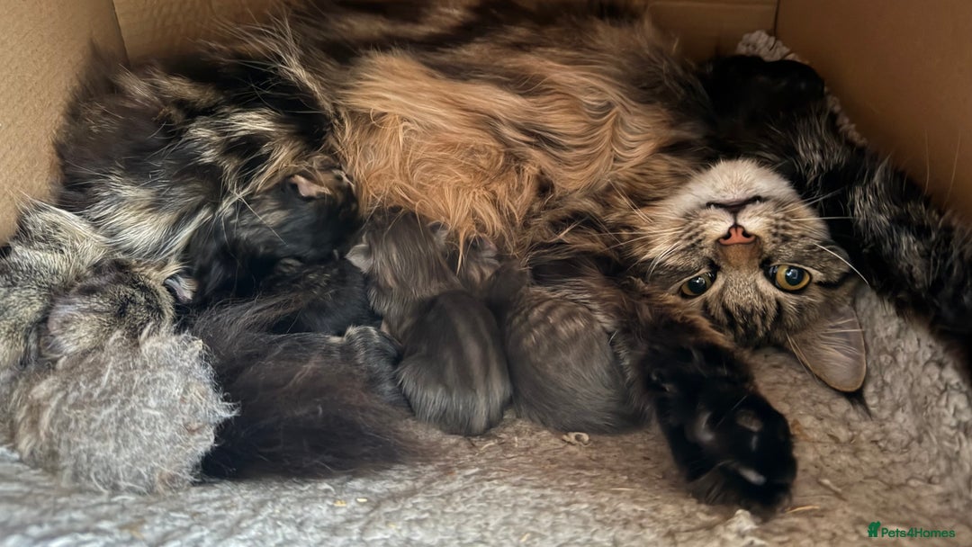 Maine Coon cats for sale: Main Coon mixd kittens in Richmond  - Advert 1