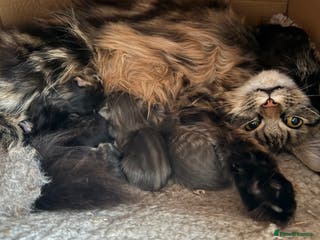 Maine Coon cats Main Coon mixd kittens in Richmond - Advert 17