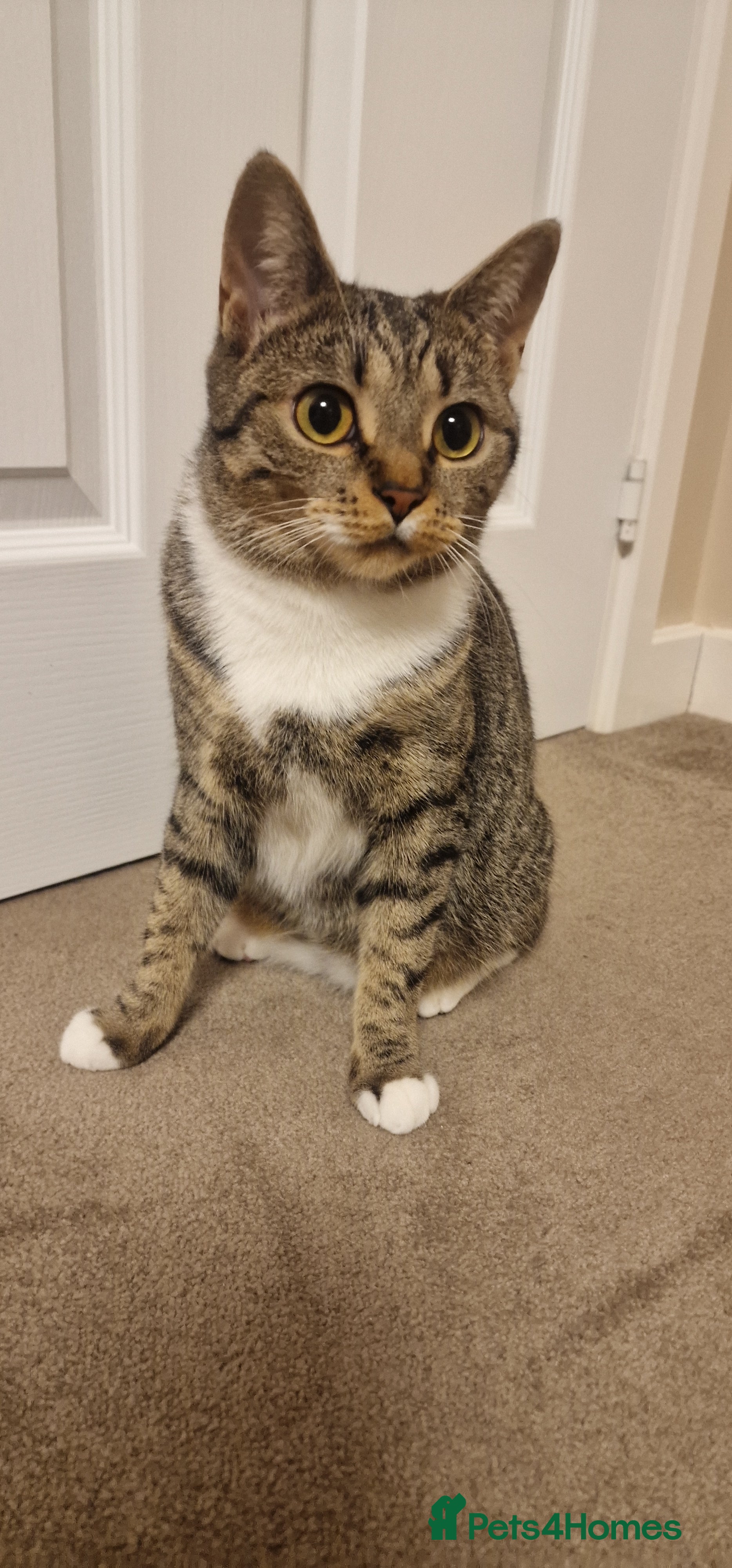 Mixed Breed cats Cat( for free) - Advert 1