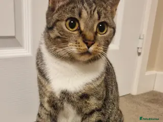 Mixed Breed cats Cat( for free) - Advert 9