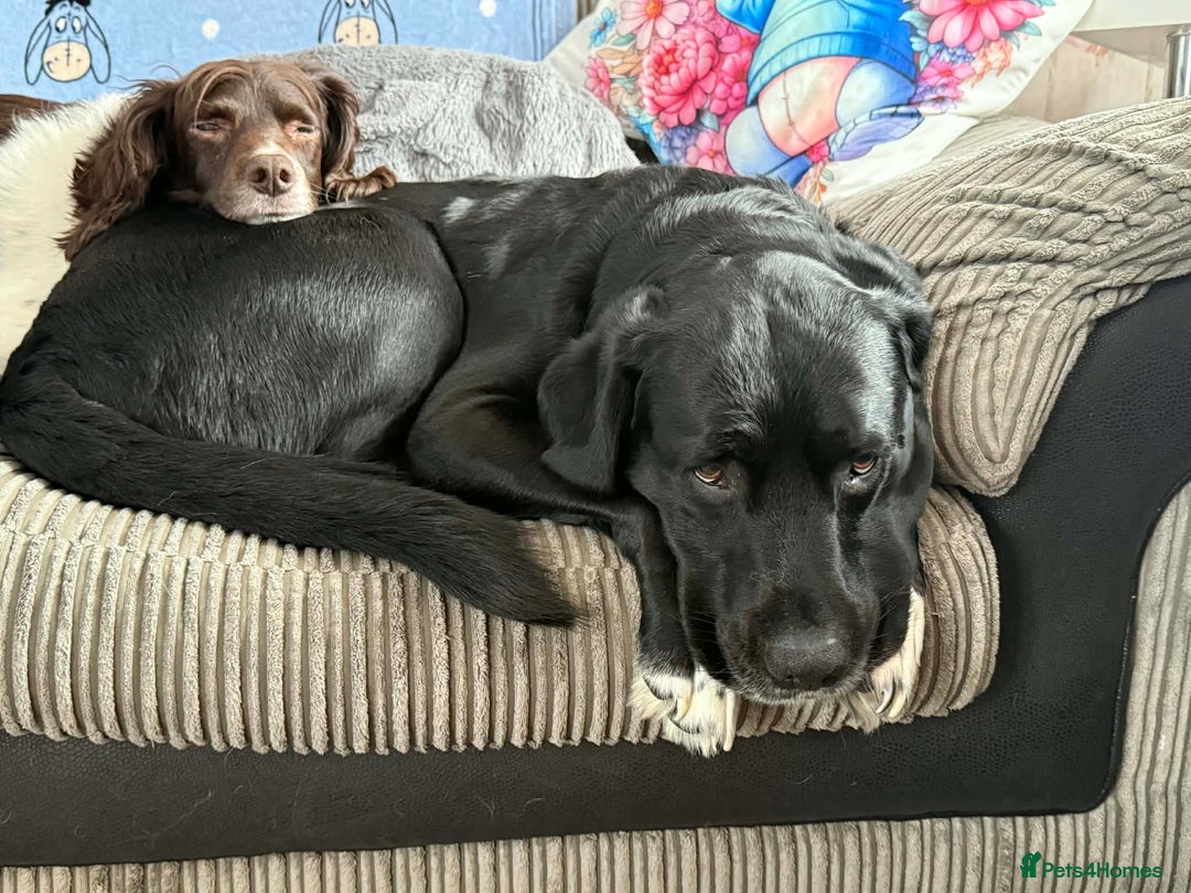 Springador dogs for sale: For sale 6yr old male springador  - Advert 3