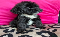 Cockapoo dogs for sale: Toy cockapoo puppy  - Image 3