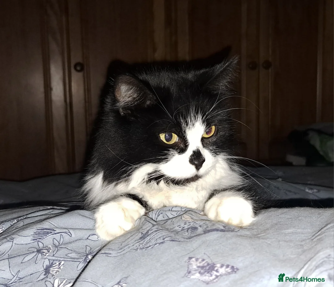 Mixed Breed cats for sale: Bonded sisters. Must go together in Halifax - Advert 3