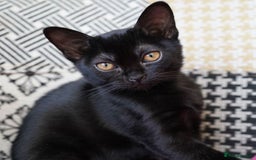 Bombay cats for sale: Black kitten 2 months  - Image 10