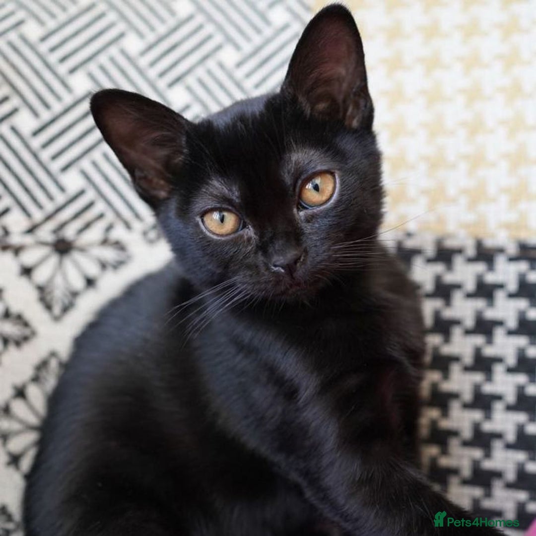 Bombay cats for sale: Black kitten 2 months  - Image 10