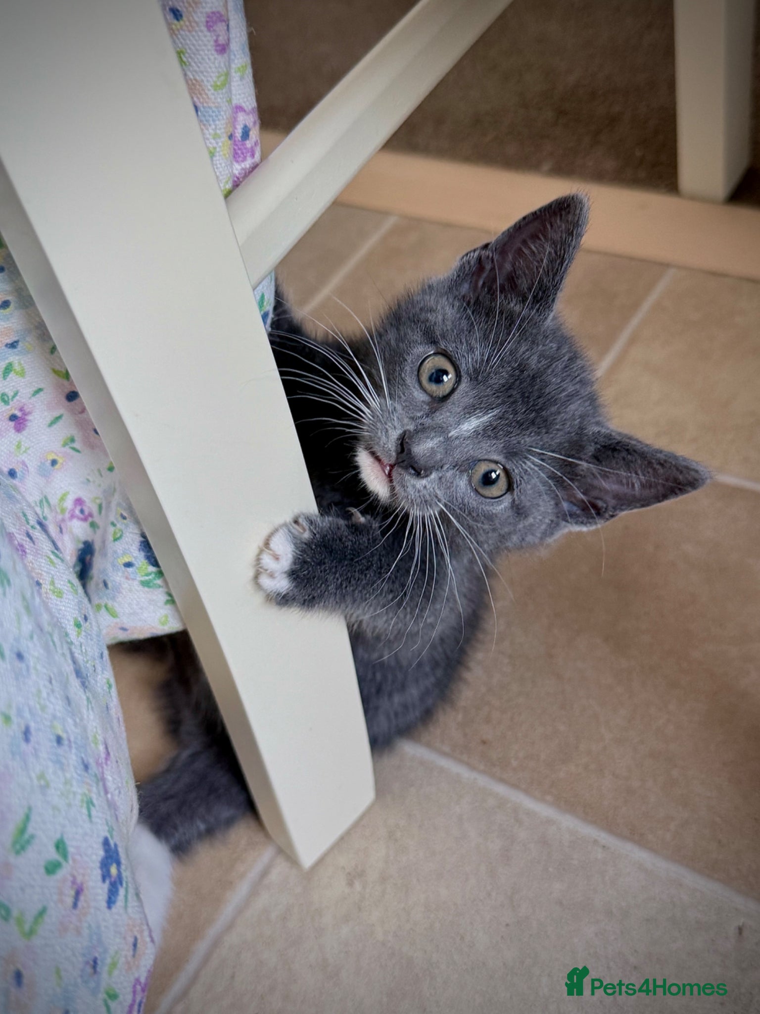 Mixed Breed cats Beautiful home raised kittens ready soon! - Advert 3