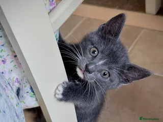 Mixed Breed cats Beautiful home raised kittens ready soon! - Advert 3