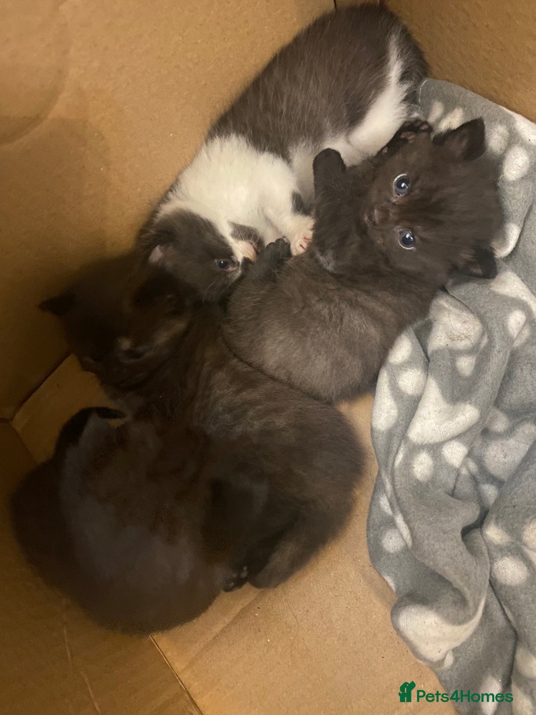 Mixed Breed cats for sale: Gorgeous Maine coon X blue kittens - Image 5