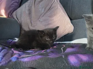 Mixed Breed cats 4 beautiful Kittens - Advert 5