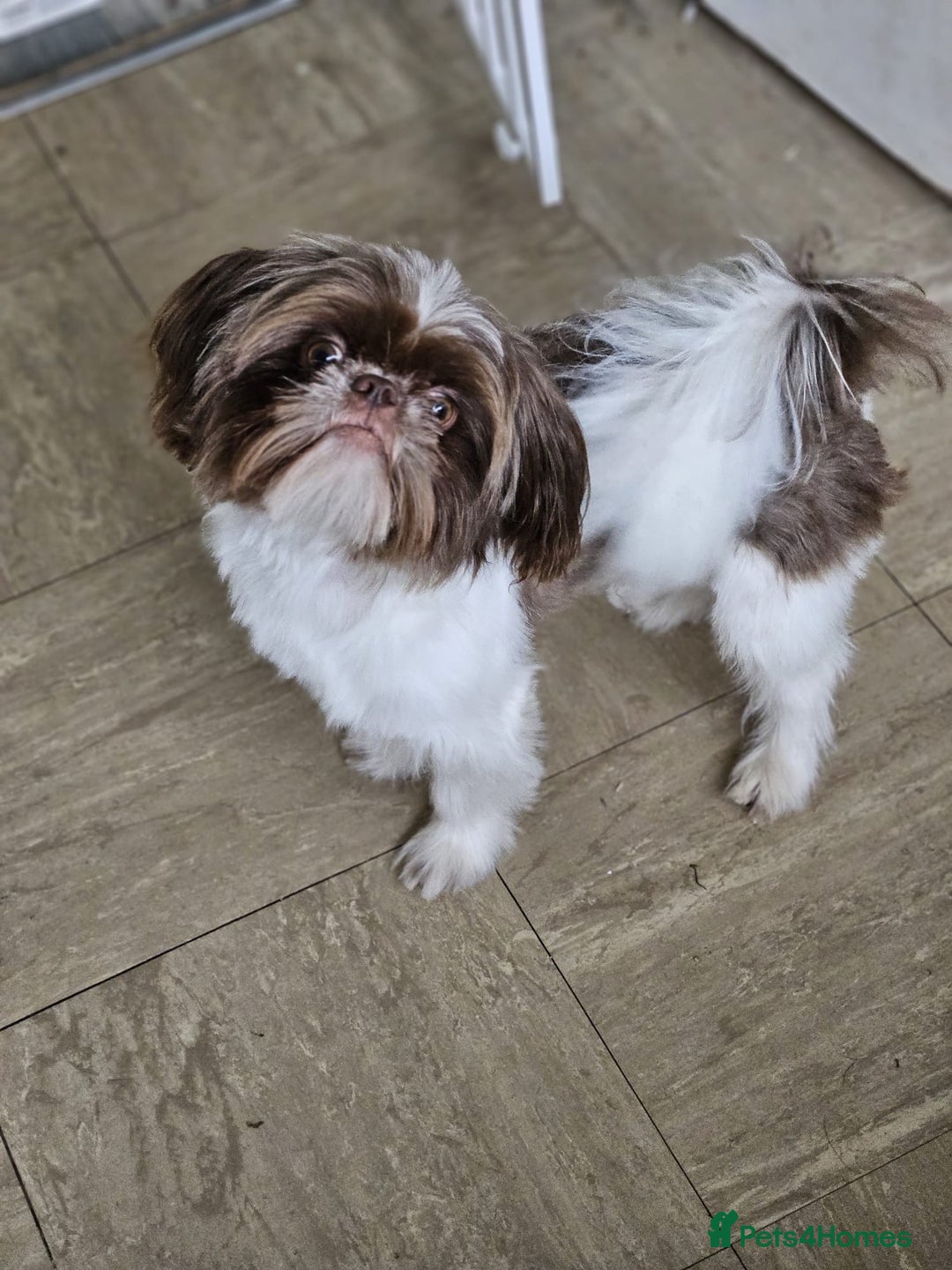 Shih Tzu dogs for stud: Shih tzu for Stud - Image 4