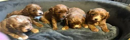 Cavapoo dogs for sale: Beautiful litter of F1 Cavapoos - Advert 10