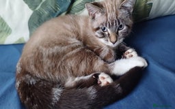 Domestic Shorthair cats for sale: Lynx Point Siamese Tabby mix  - Advert 11