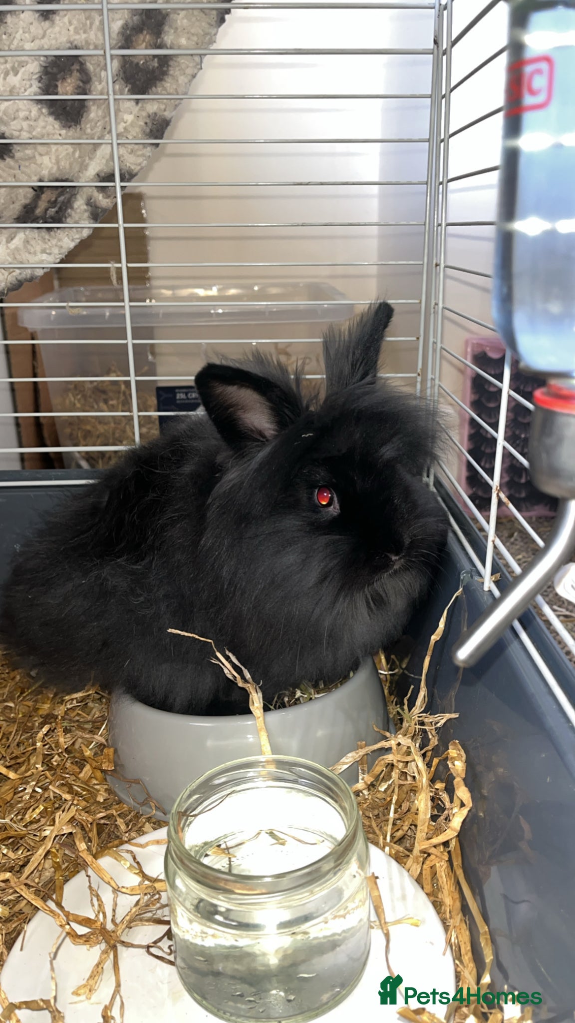 Lionhead rabbits Male lion head rabbit - Advert 1