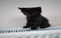 Mixed Breed cats for sale: Friendly kittens, well handled  - Image 6