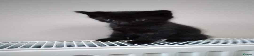 Mixed Breed Kitten 2