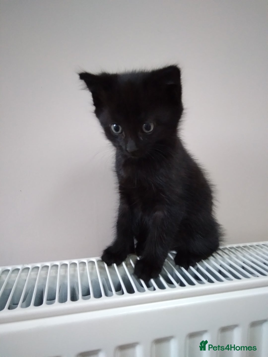 Mixed Breed cats for sale: Friendly kittens, well handled  - Image 6