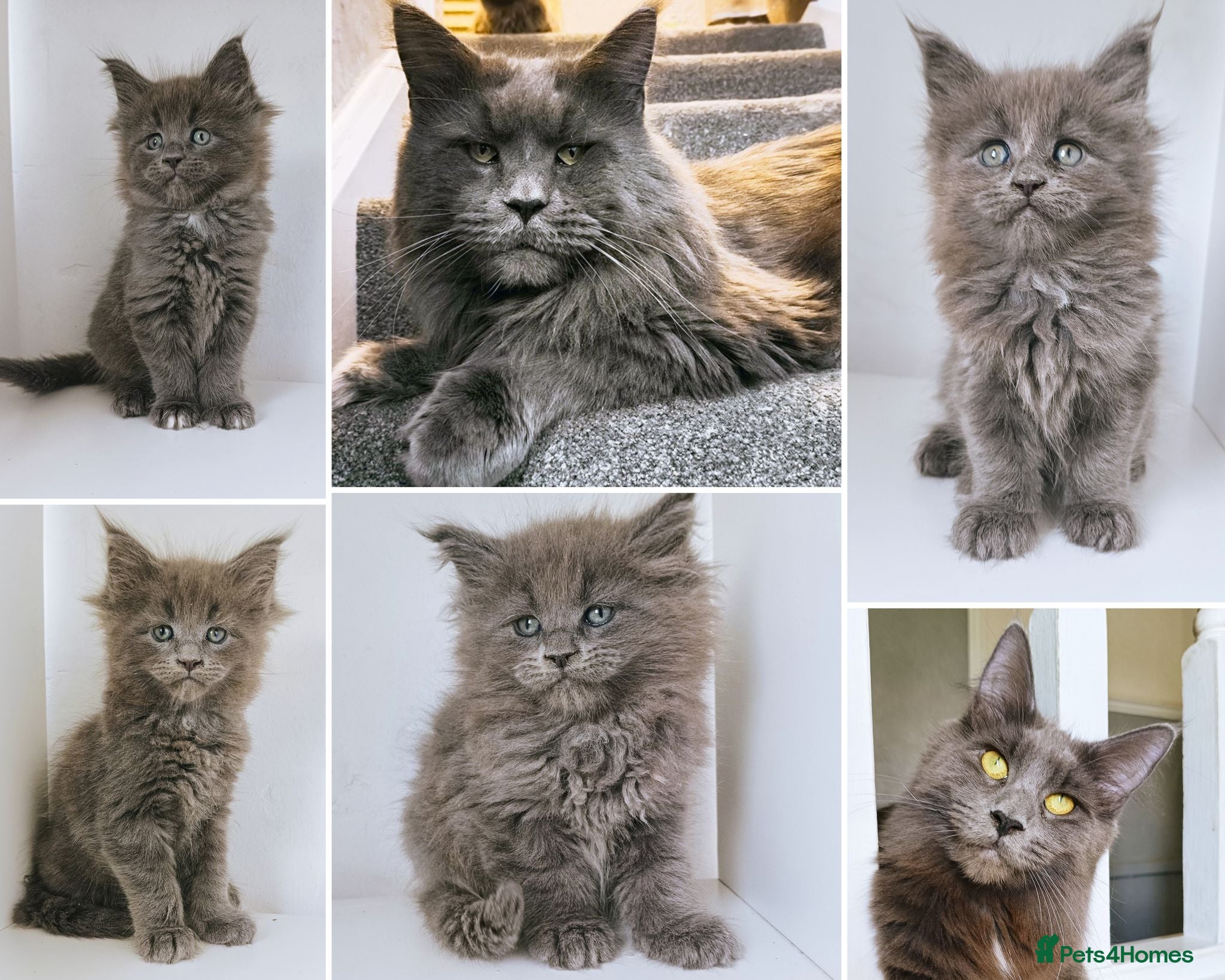 Maine Coon cats DNA health tested blue maine coon kittens - Advert 2