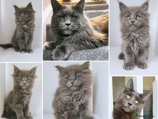 Maine Coon cats DNA health tested blue maine coon kittens - Advert 2