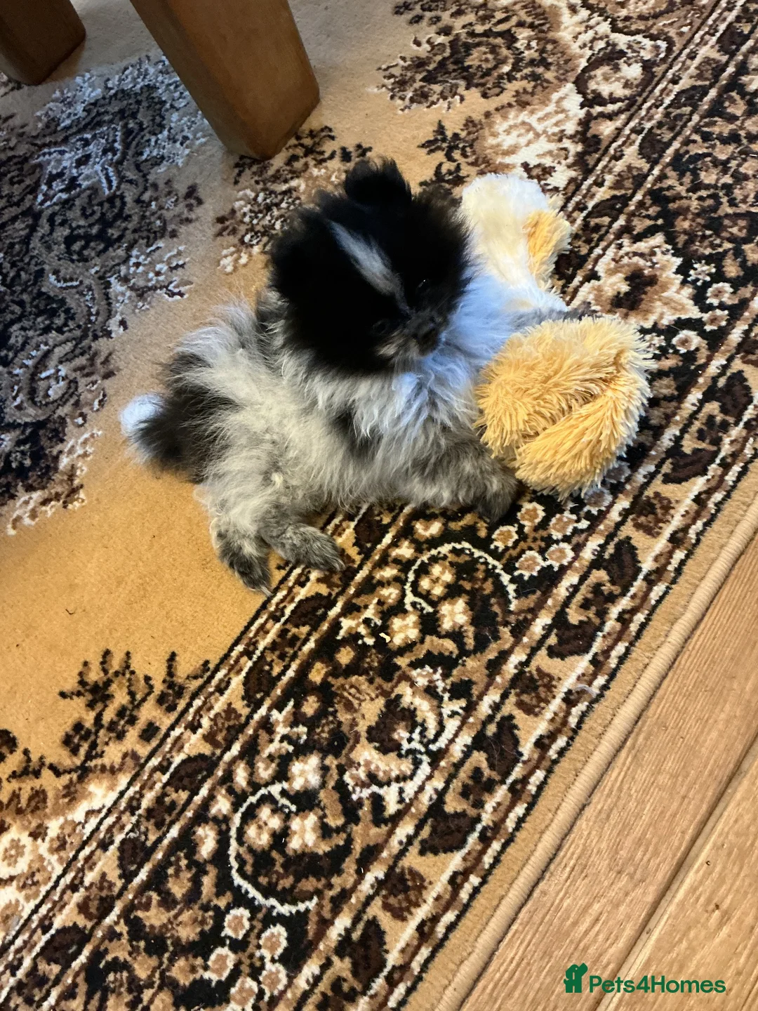 Pomeranian dogs for sale: Pomeranian in Doncaster - Advert 2