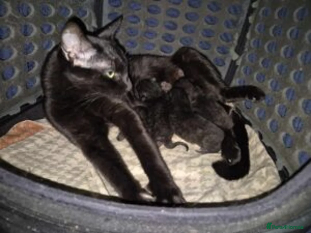 Mixed Breed cats for sale: Seven adorable kittens ❤️❤️❤️  - Advert 2