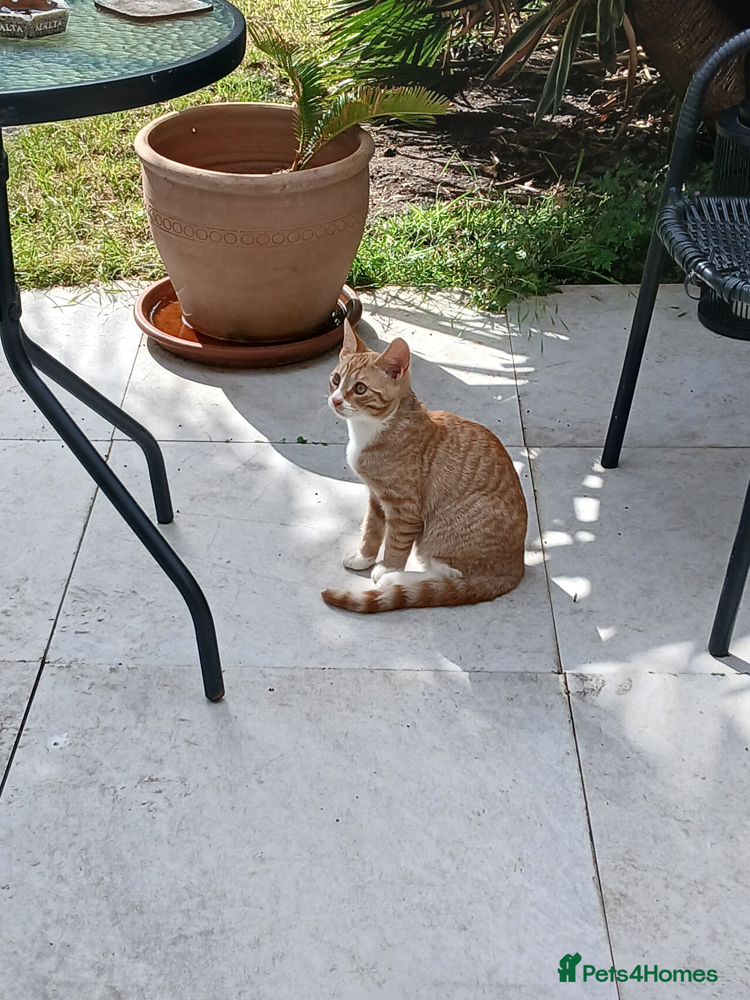 Mixed Breed cats for sale: Male kitten - Advert 4
