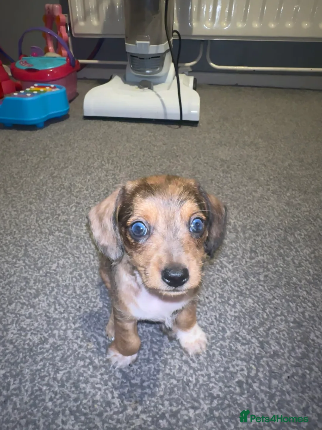 Miniature Dachshund dogs for sale: Miniature daschund  in Tamworth - Advert 5