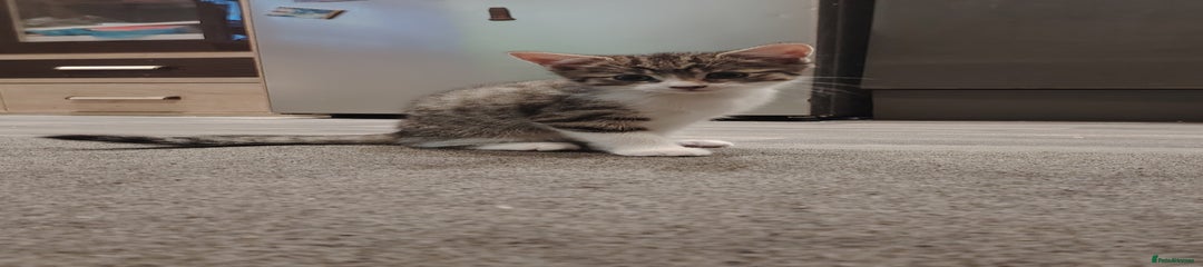 Mixed Breed Kitten 2