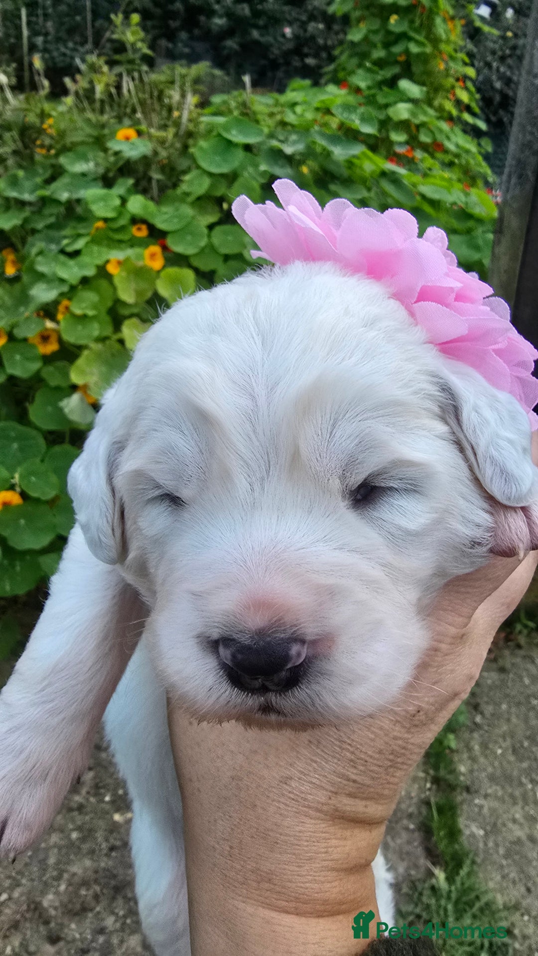 Pyrenean Mountain Dog dogs for sale: Polish tatra mountain sheepdog - Image 9