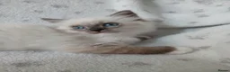Munchkin cats for sale: Ragdoll kittens **READY NOW** 😍  - Advert 4