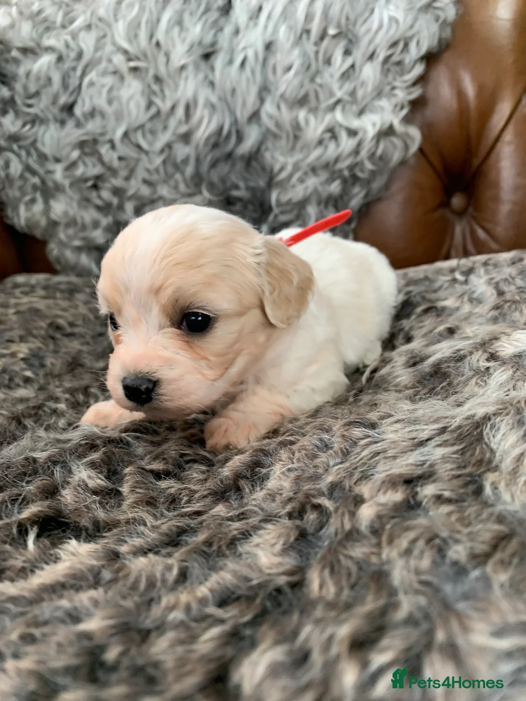 Cavachon dogs for sale: Beautiful F1 Cavachon Puppies - Advert 8